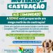 MUTIRÃO DE CASTRAÇÃO DA SEMAC AMPLIA ATENDIMENTO PARA ANIMAIS DOMÉSTICOS