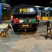 Com a PRF, a bandidagem corta um dobrado nas estradas e rodovias federais.