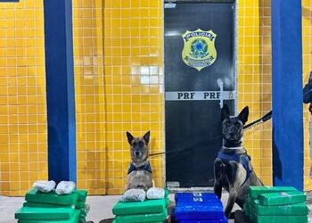 PRF combate e apreende drogas, mas a moçada insiste, todo mundo no xilindró