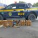 Traficante deu mole e dançou com 100 kg de droga