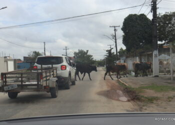 Gado solto nas ruas, um perigo para carros, motos e transeuntes a pé.