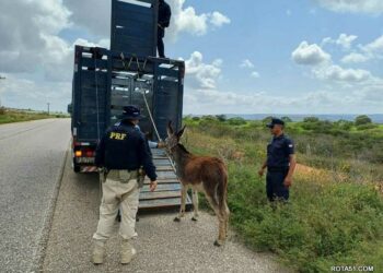PRF apreende quase 100 Kg de entorpecentes em Feira de Santana (BA)