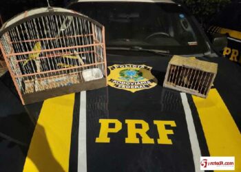 PRF  do meio ambiente a furtos, uma segurança inigualável nas rodovias brasileiras…