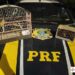 PRF  do meio ambiente a furtos, uma segurança inigualável nas rodovias brasileiras…