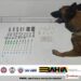 8° BPM APREENDE DROGAS, APÓS APLICAR CÃO POLICIAL, EM SANTA CRUZ CABRÁLIA