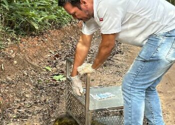 Equipe de Fiscalização da Semac resgata ouriço-cacheiro em residência no Village II