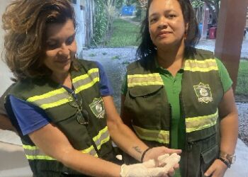 Equipe da Semac realiza resgate de filhotes de cuíca em Arraial d’Ajuda