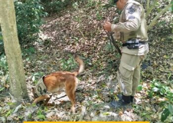 GRUPAMENTO DE CÃES DO 8° BPM EM APOIO AO PETO DA 7ª CIPM
