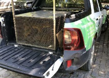 Semac resgata animais silvestres em ações de proteção ambiental