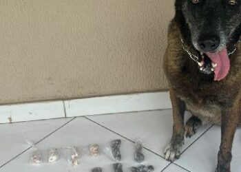 Polícia Militar apreende drogas em duas operações da 87ª CIPM em Teixeira de Freitas