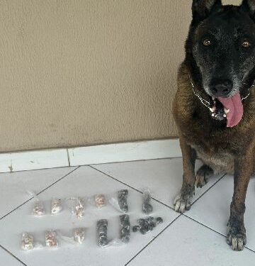 Polícia Militar apreende drogas em duas operações da 87ª CIPM em Teixeira de Freitas