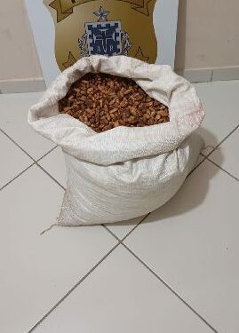 Polícia Civil recupera carga de cacau furtada em fazenda entre Eunápolis e Porto Seguro