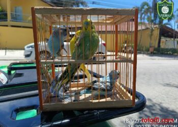 Semac realização ação de fiscalização e proteção animal na orla norte