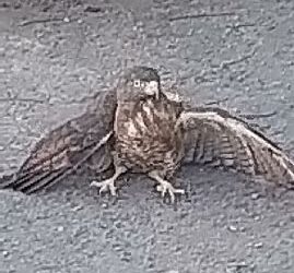 Gavião-carijó é resgatado pela equipe da Semac e encaminhado para tratamento