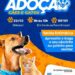 Prefeitura de Eunápolis realiza feira de adoção de cães e gatos neste sábado (22) na UVZ