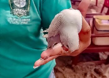 Semac reforça proteção à fauna silvestre em ação na orla de Arraial D’Ajuda