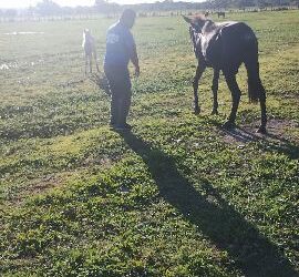 Olavo, o burro que fez história em Caraíva, ganha um novo lar para a velhice