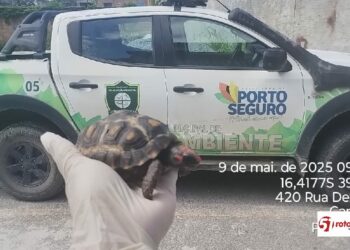 Jabuti ferido é resgatado no bairro Cambolo