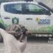 Jabuti ferido é resgatado no bairro Cambolo