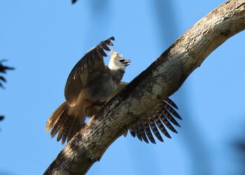 Harpia monitorada no Parque Nacional do Pau Brasil impulsiona turismo de observação de aves em Porto Seguro