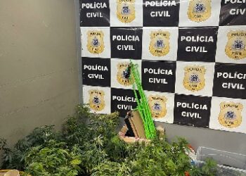 Estufas com dezenas de pés de maconha são descobertas em apartamento no Rio Vermelho