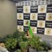 Estufas com dezenas de pés de maconha são descobertas em apartamento no Rio Vermelho