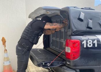 Autor de cárcere privado, e líder criminoso, são presos pela Polícia Civil.