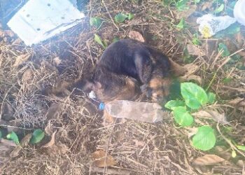Equipe da Causa Animal resgata cachorro atropelado em Porto Seguro