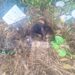 Equipe da Causa Animal resgata cachorro atropelado em Porto Seguro