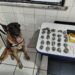 PMBA REALIZA PRISÃO POR TRÁFICO DE DROGAS COM APOIO DO CANIL SETORIAL