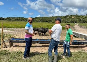 Pesquisa identifica produção de gado leiteiro em Porto Seguro