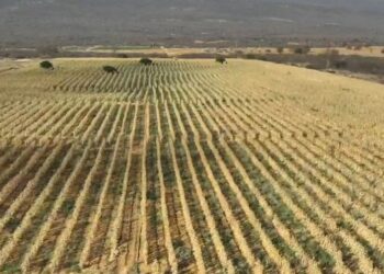 Polícia Civil desarticula produção de maconha em quatro hectares de terra