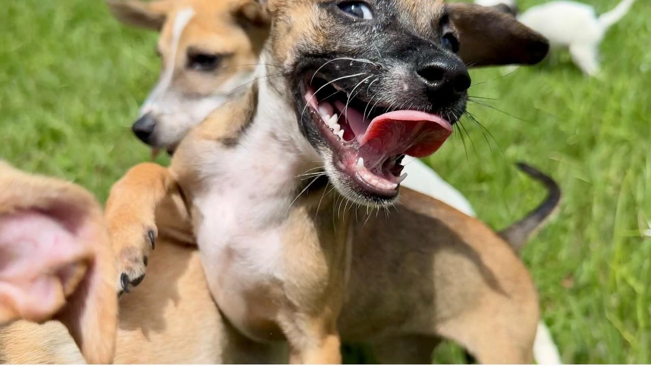 Prefeitura de Eunápolis destaca avanços da UVZ em 2025