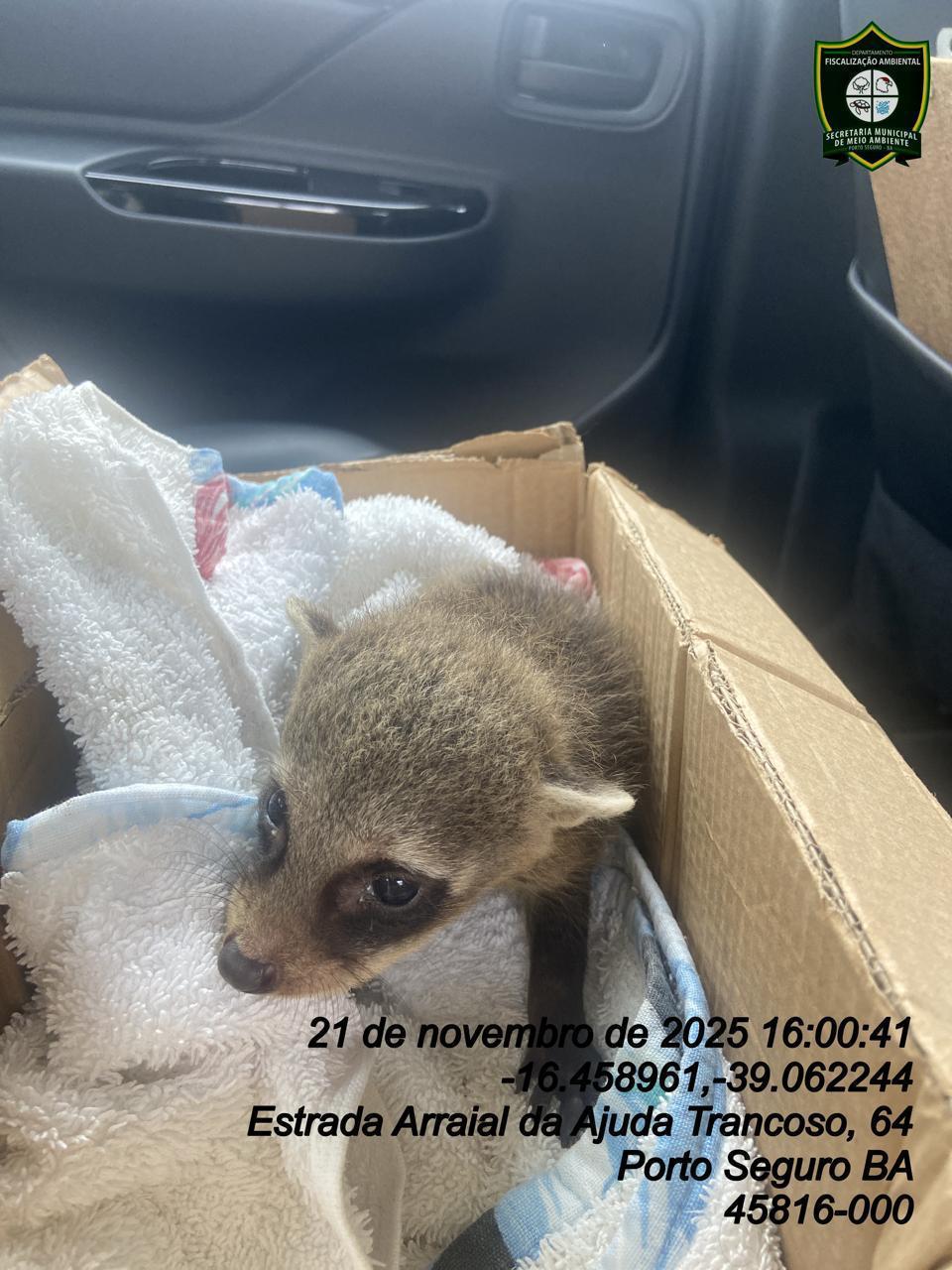 Guaxinim é resgatado em residência em Arraial d’Ajuda