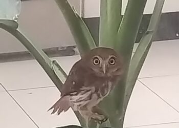 Resgate e soltura reforçam proteção à fauna em Porto Seguro
