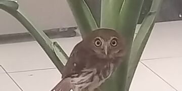 Resgate e soltura reforçam proteção à fauna em Porto Seguro