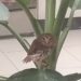 Resgate e soltura reforçam proteção à fauna em Porto Seguro