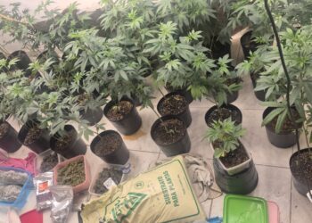 Estufa para produção de maconha é localizada no bairro da Lapinha, em Salvador