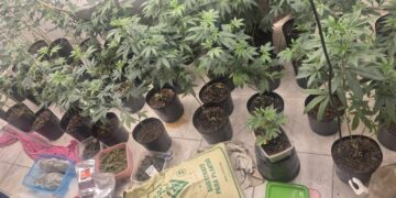 Estufa para produção de maconha é localizada no bairro da Lapinha, em Salvador