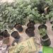 Estufa para produção de maconha é localizada no bairro da Lapinha, em Salvador