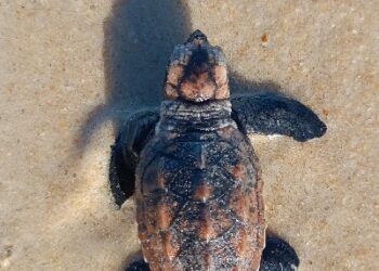 Nascimento de tartarugas reforça conservação na praia Patimirim em Trancoso