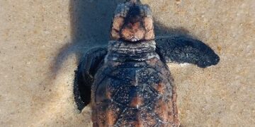 Nascimento de tartarugas reforça conservação na praia Patimirim em Trancoso