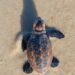 Nascimento de tartarugas reforça conservação na praia Patimirim em Trancoso