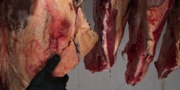 Polícia Civil deflagra “Operação Harpia” e desarticula esquema de furto e abate clandestino de gado no Sul e Sudoeste da Bahia
