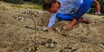 Tartaruga-de-pente: ninho monitorado eclode na praia de Ponta Grande