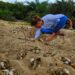 Tartaruga-de-pente: ninho monitorado eclode na praia de Ponta Grande