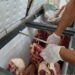 Policia Civil e Vigilância Sanitária, apreendem e descartam carne bovina clandestina.