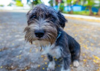 Prefeitura de Eunápolis fortalece campanha de adoção animal