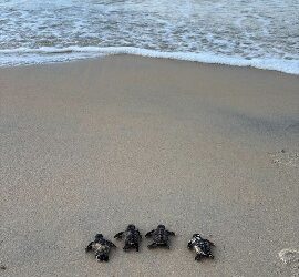 127 TARTARUGAS-DE-PENTE NASCEM NA ORLA NORTE E REFORÇAM PRESERVAÇÃO EM PORTO SEGURO