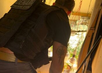 POLÍCIA CIVIL LOCALIZA PLANTAÇÃO ILEGAL DE MACONHA E PRENDE INDIVÍDUO EM FLAGRANTE POR TRÁFICO DE DROGAS